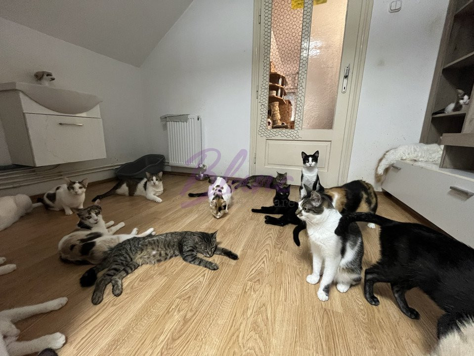 Se vinde Casa pisicilor