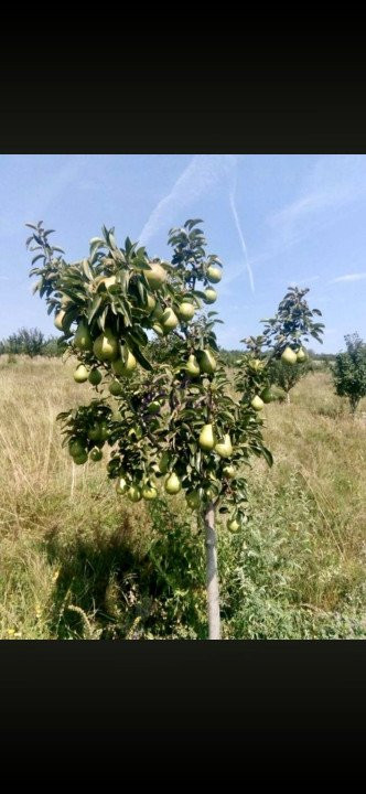 Teren extravilan 80.000 mp, Sântimbru, Jud. Alba