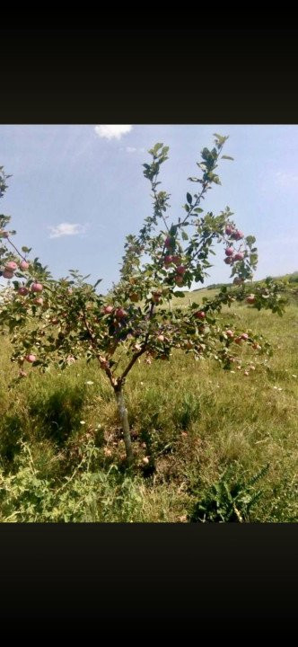 Teren extravilan 80.000 mp, Sântimbru, Jud. Alba