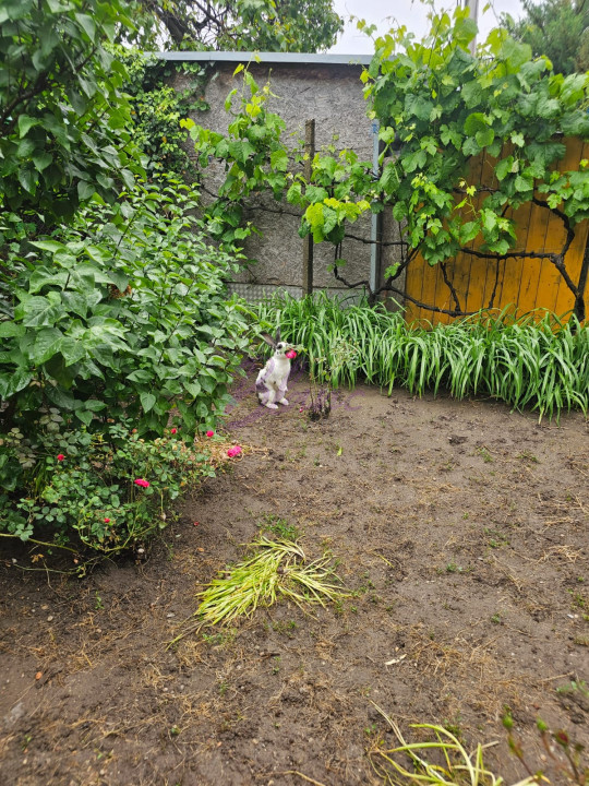 CASA 5 CAMERE ZONA GARII 