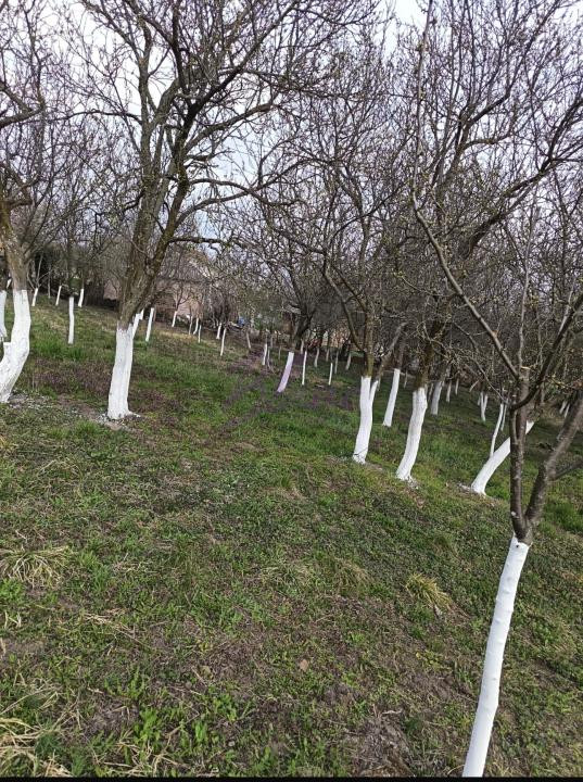  Casă de vânzare – Orbău, SM